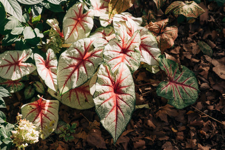 Vibrant caladium plants display their unique red-veined leaves on a sunny day surrounded by fallen foliage.の写真素材