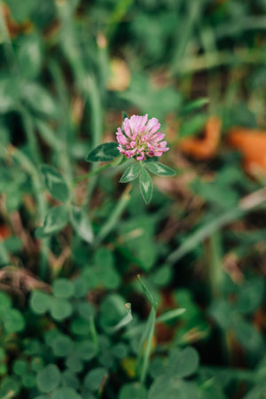 A vibrant pink clover flower stands out among lush green grass in a peaceful garden scene on a sunny spring day.の写真素材