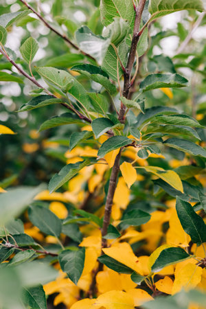 Vibrant yellow leaves are surrounded by rich green foliage in a garden showcasing autumn's beauty.