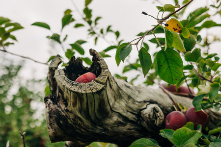 Fresh red apples sit inside a weathered stump surrounded by lush green leaves in an orchard on a cloudy day.の写真素材