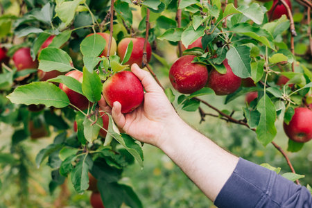 A hand reaches for a shiny red apple hanging from a tree branch in a lively orchard filled with green leaves.の写真素材