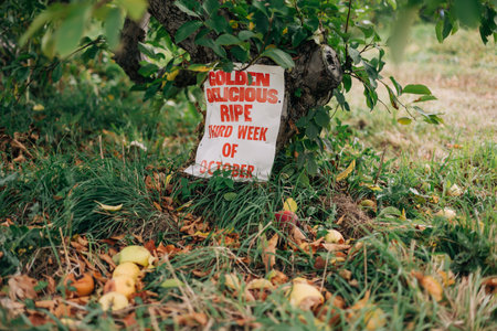 Sign marks ripe Golden Delicious apples ready for harvest in the orchard during early October near fallen fruit.の写真素材