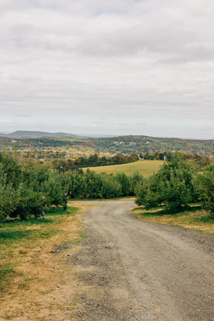 A gravel road winds through a lush apple orchard, showcasing distant hills and farmland under a cloudy sky.の写真素材