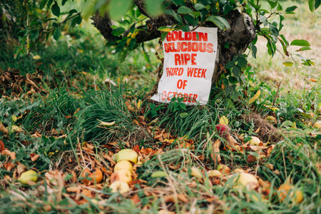 Ripe Golden Delicious apples are ready to be harvested in an orchard in early October, with fallen apples on the ground.の写真素材