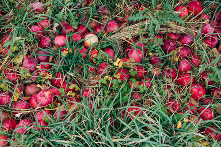 Bright red apples cover the ground, surrounded by green grass and fallen autumn leaves in a peaceful...