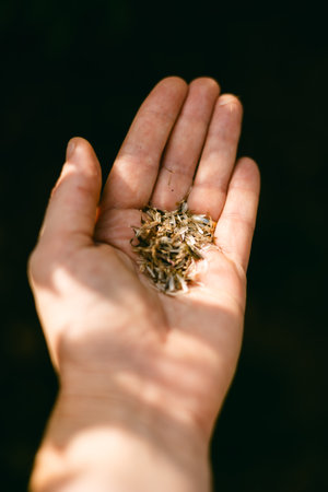 Hand cradles small seeds, showcasing a peaceful moment outdoors under gentle sunlight.
