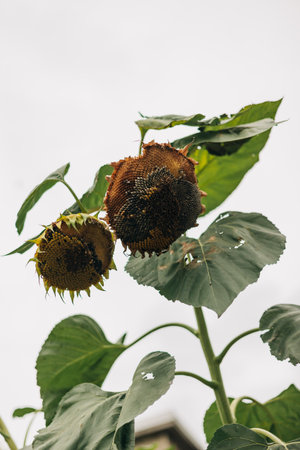 Two mature sunflowers with seeds stand tall against a cloudy sky in a garden, surrounded by green...