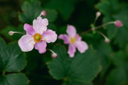 Delicate pink flowers stand out against lush green foliage in a peaceful garden, showcasing the beauty of nature.の写真素材