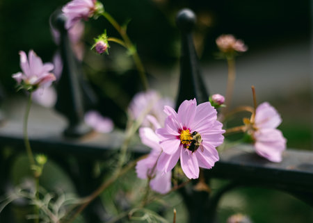 Bees gather nectar from pink flowers blooming beside a black iron fence in a vibrant garden on a...