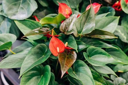 Bright red flowers bloom on a tropical plant amidst vibrant green leaves in a well-lit garden center.の写真素材