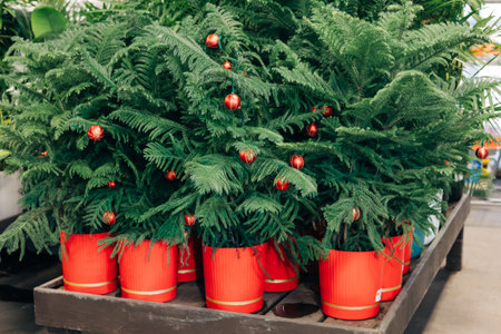 Bright green potted plants with red ornaments ready for sale in a garden center during the festive season.の写真素材