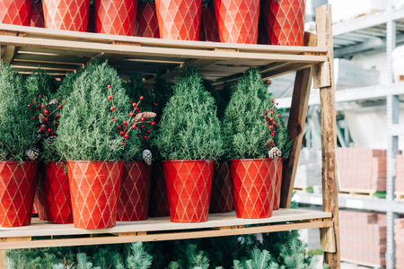 Colorful potted evergreens are neatly arranged on wooden shelves in a garden center during the cold winter season.の写真素材