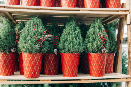Decorative green plants with berries and pinecones are arranged in red pots at a winter market for holiday decorations.の写真素材