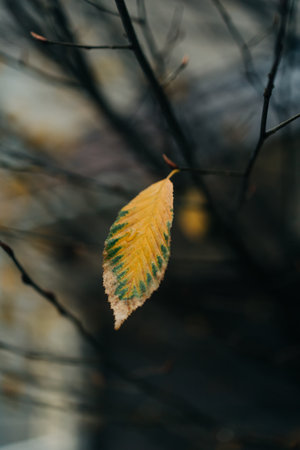 A yellow and green leaf clings to a branch in a tranquil environment, showcasing the beauty of autumn.の写真素材