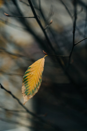 A single yellow leaf clings to a tree branch against a soft, blurred backdrop in the autumn season.