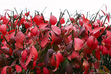 Bright red and dark leaves fill a garden, showcasing the beauty of autumn as plants prepare for...