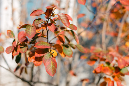 Bright red and green leaves on a tree branch catch sunlight in a lively park setting during autumn.の写真素材