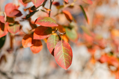 Vibrant red and orange leaves hang from branches, showcasing autumn's beauty in a serene outdoor...