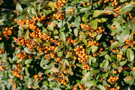 Bright orange berries dot green leaves, thriving in a sunny spot during summer. Nature's beauty on...