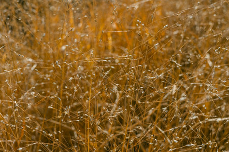 Tall grasses glow golden under the sun, creating a peaceful atmosphere in a serene outdoor setting.の写真素材