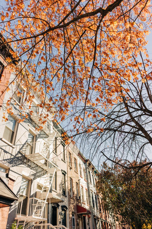 Bright orange leaves dangle from trees above brownstone homes on a clear autumn day in the city.の写真素材