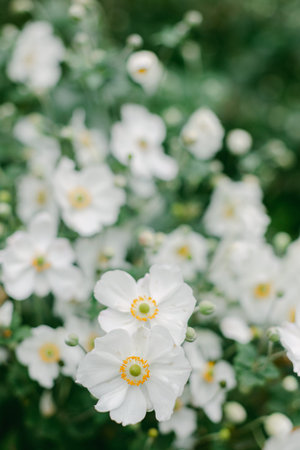 White flowers bloom in a lush garden, bathed in soft sunlight, heralding the arrival of spring.の写真素材