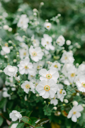 White flowers grow in a garden surrounded by green leaves and soft buds during a clear day in...