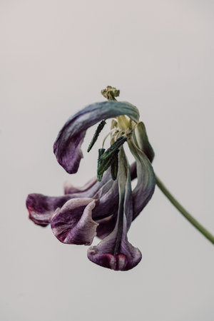 A wilted flower stands tall with drooping purple petals. It is placed against a light background capturing the moment.の写真素材