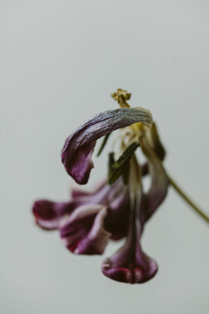 A close view of a purple flower drooping down from its stem with a light background. Bright light...