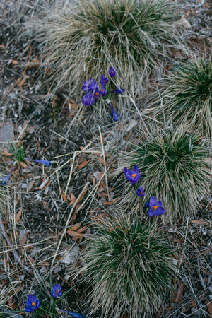Purple flowers bloom among patches of grass in a garden during the spring season.