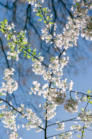 Flowering branches of a cherry tree stretch upwards toward a bright blue sky in a park during...