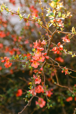 Small flowers dot the branches of a flowering plant in a garden. The scene is filled with green leaves and vibrant colors typical of spring.の写真素材