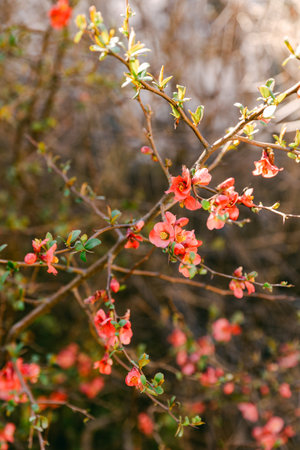 Bright flowers are blooming on a branch in a garden. Green leaves surround the flowers. The scene...