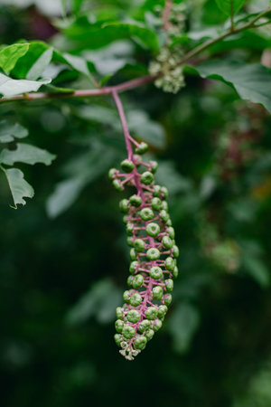 Green berries hang from a branch in a garden. The setting is bright and full of plants. This is a close-up view of the berries, capturing their natural state.の写真素材
