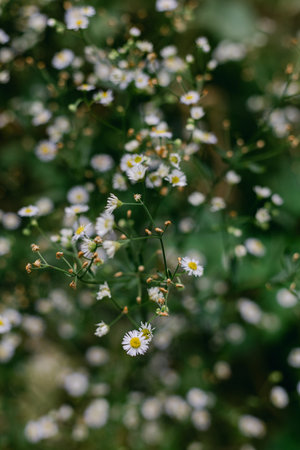 Small white flowers grow among green leaves in a garden during spring. They spread across the ground...