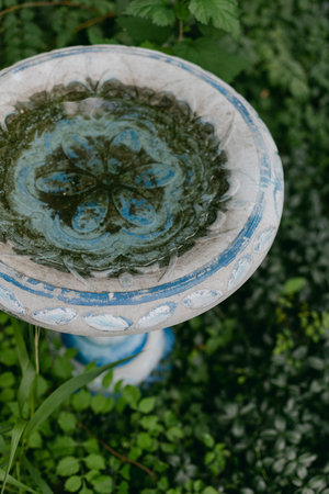 A birdbath is placed in a garden filled with green plants. The water in the bath reflects the sky...