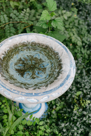 A stone birdbath is located in a garden filled with various green plants and leaves. The water is...