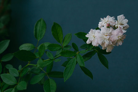 The scene shows a branch with small white flowers blooming. Green leaves surround the flowers, all...