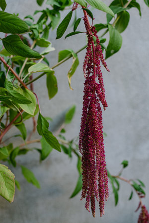 A red plant with long hanging flowers grows close to a wall. Green leaves surround the flowers. The...
