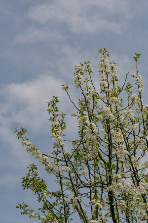A cherry blossom tree stands tall with many white flowers against a blue sky. The branches are...