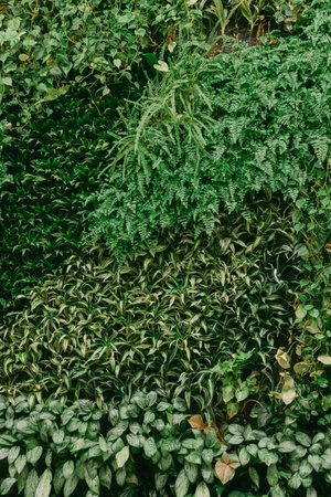 Different types of green plants are seen arranged in layers in a garden. These plants vary in shape and type, creating a diverse collection. Sunlight shines on the foliage, showing detail.