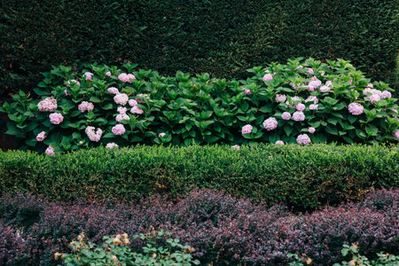 In a well-kept garden, hydrangeas with pink blooms grow beside green hedges. The sunlight shines down, creating a bright setting for the flowers in early summer.