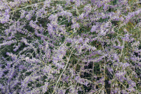 Flowers bloom on a plant in a garden during a sunny day in early spring near a small pathway
