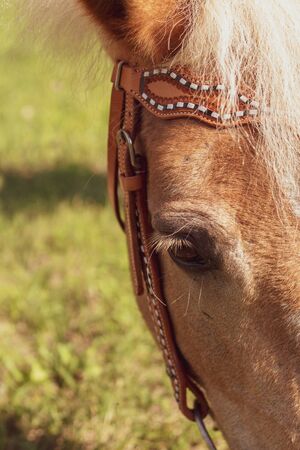 Horse grazingの写真素材