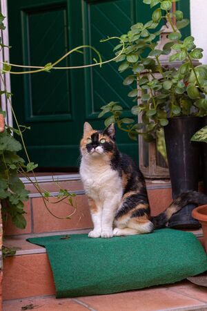Cat relaxing outside in the garden in summerの写真素材