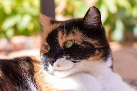Cat relaxing outside in the garden in summerの写真素材