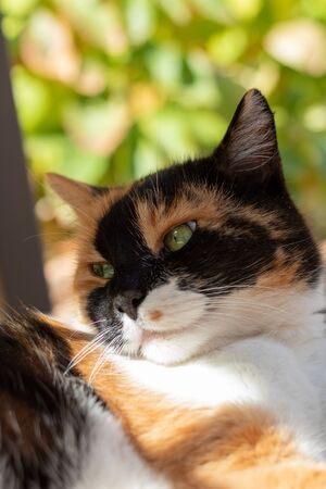 Cat relaxing outside in the garden in summerの写真素材