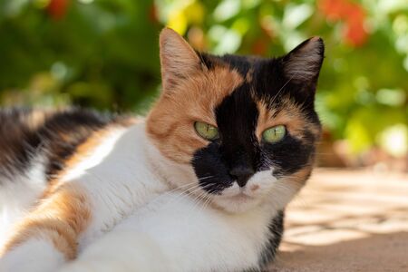 Cat relaxing outside in the garden in summerの写真素材