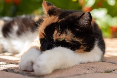 Cat relaxing outside in the garden in summerの写真素材