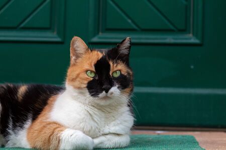 Cat relaxing outside in the garden in summerの写真素材